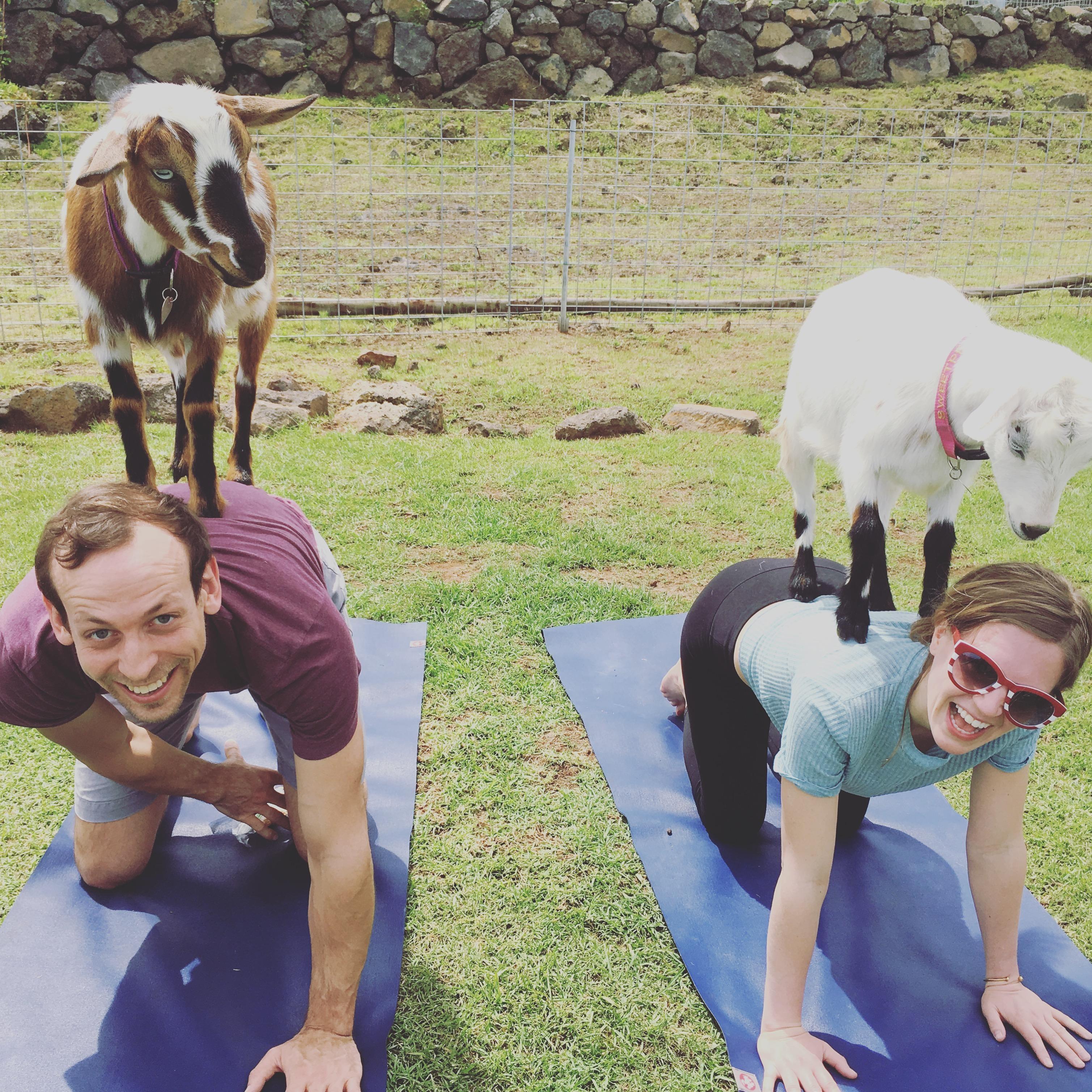 Fell in love with goats. Maui 2018