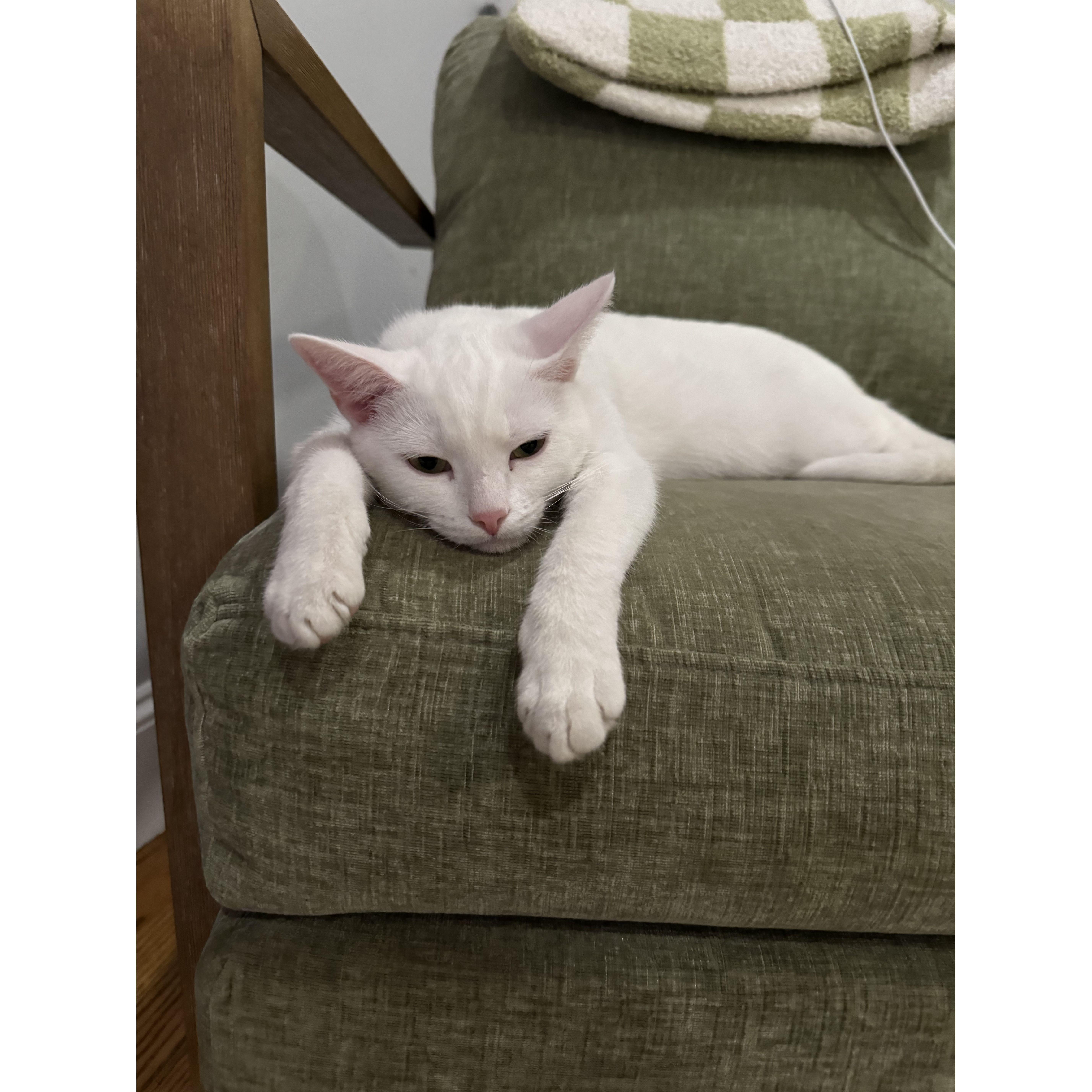 Our first foster cat joins us in 2024