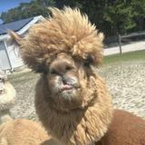 Silver Fox Farm Alpacas