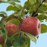 Denmark Gardens Apple Orchard