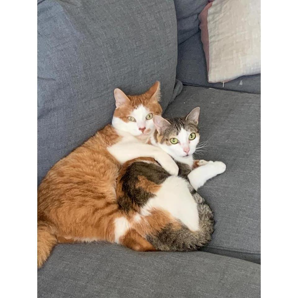 And most importantly first time we realized our cats are in love as well