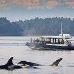 Book a whale-watching cruise!
