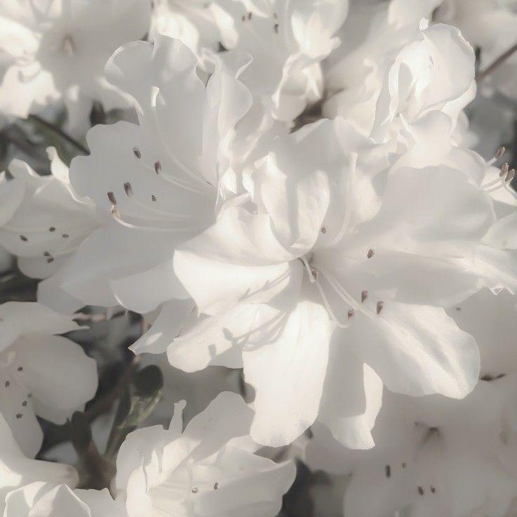 The Wedding Website of Preye Korimodei and Dorian Gray