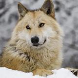 International Wolf Center