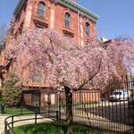 Crown Heights