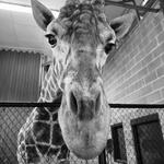 NEW Zoo & Adventure Park