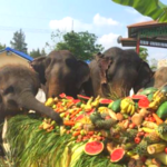 Hutsadin Elephant Foundation