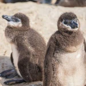 African Penguin tour
