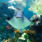 Aquarium of the Pacific