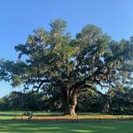 Airlie Gardens