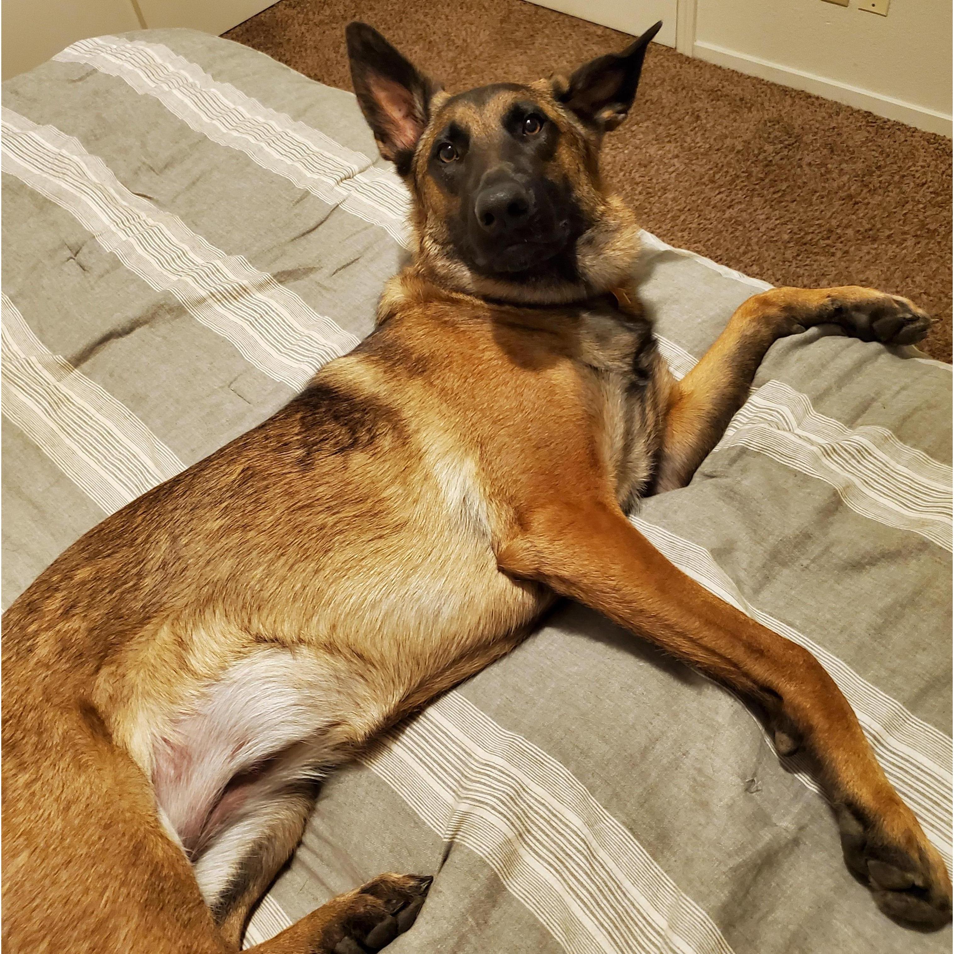 This is Freya. She is 1 now and is a big lover. She is obsessed with both of us and loves to give kisses. She loves the park and loves to run.