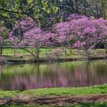 The Morton Arboretum