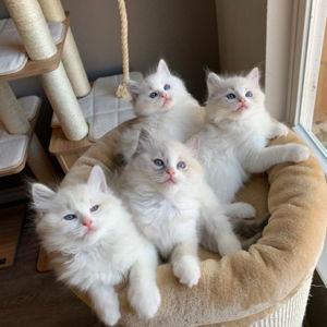 Our New Kitten