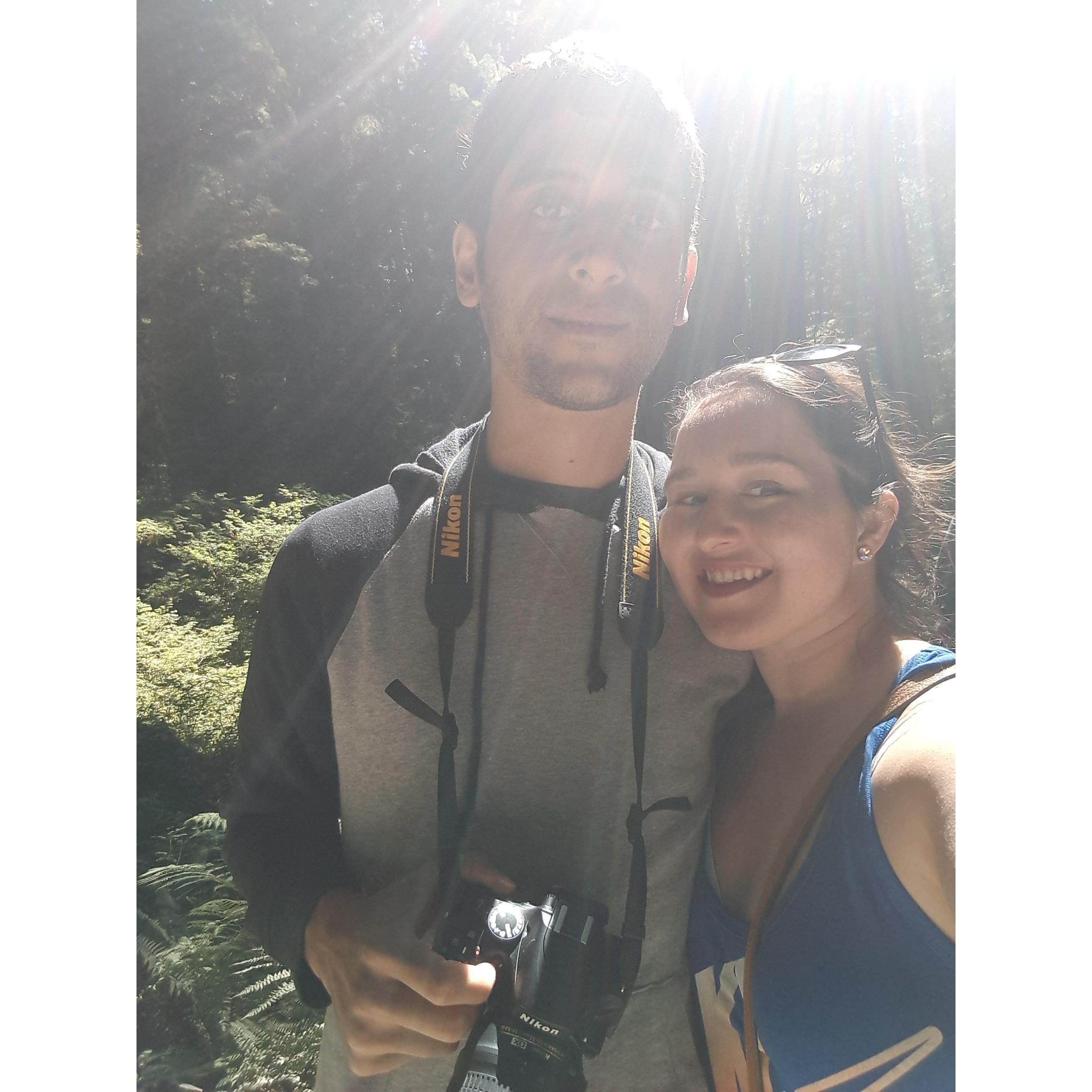 Shining in the sun rays in the Redwood Forests of California
