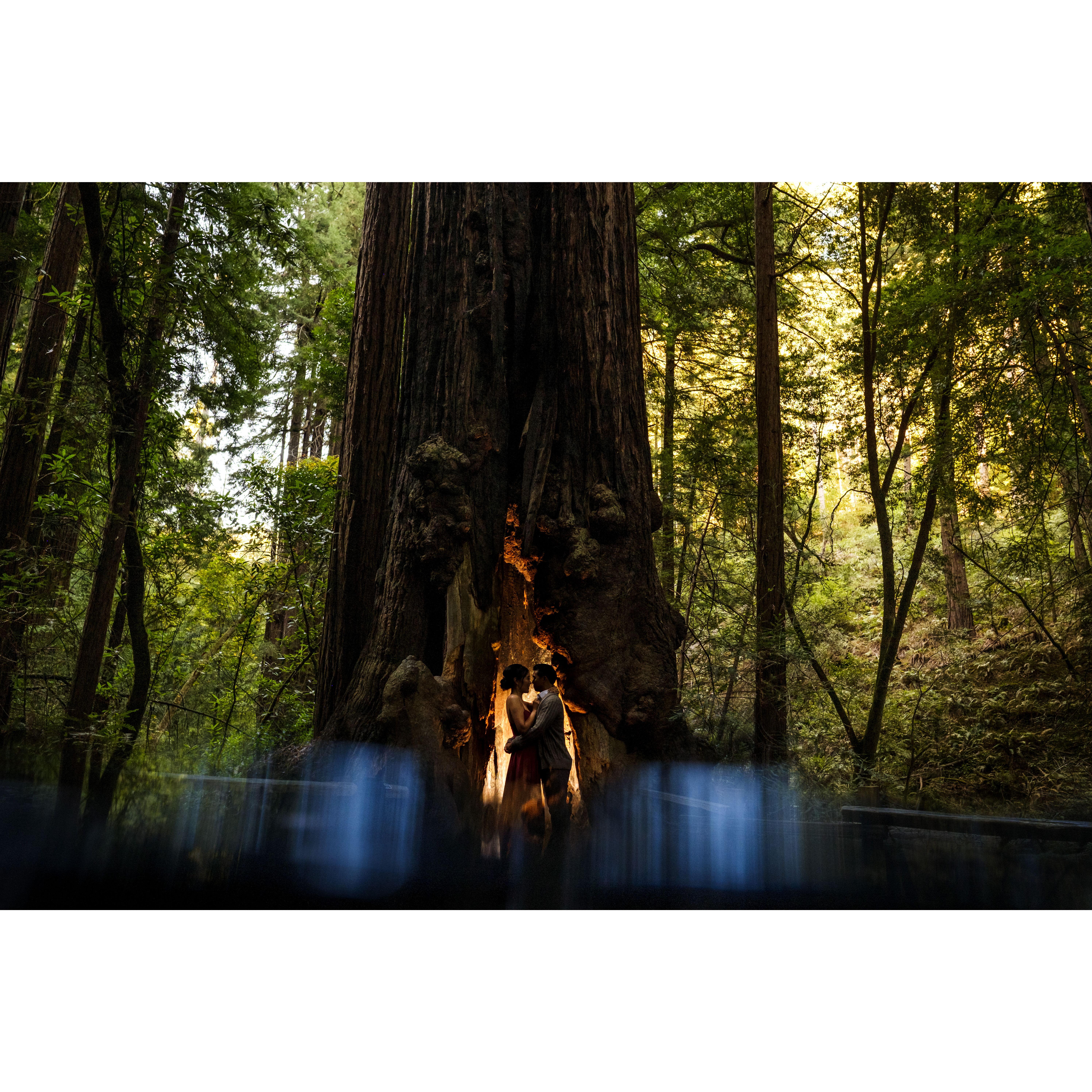 Engagement Photos @ Muir Woods