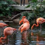 National Aviary