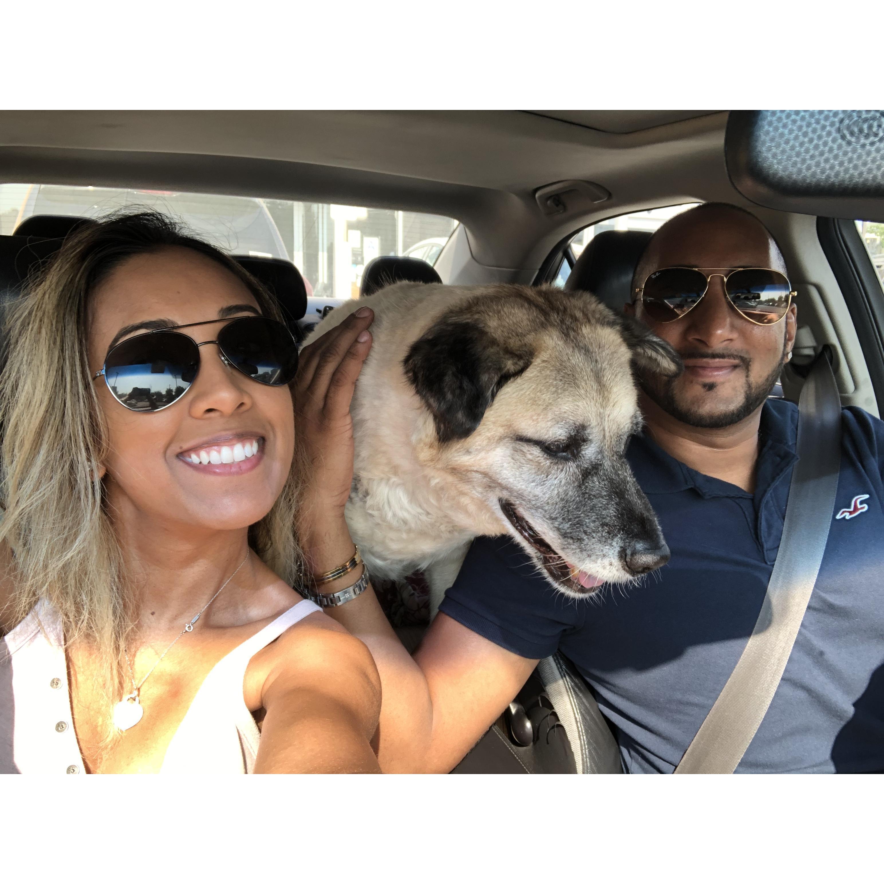 Road trip to PA with our boy Prince!