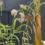 Walter Andersen Nursery