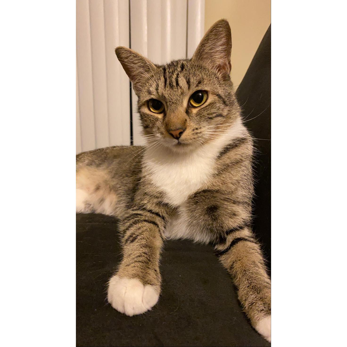 Our cat Daisy!