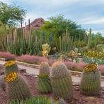 Desert Botanical Garden