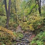 Forest Park