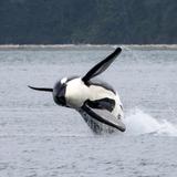Whale Watching