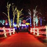 Winter Walk of Lights