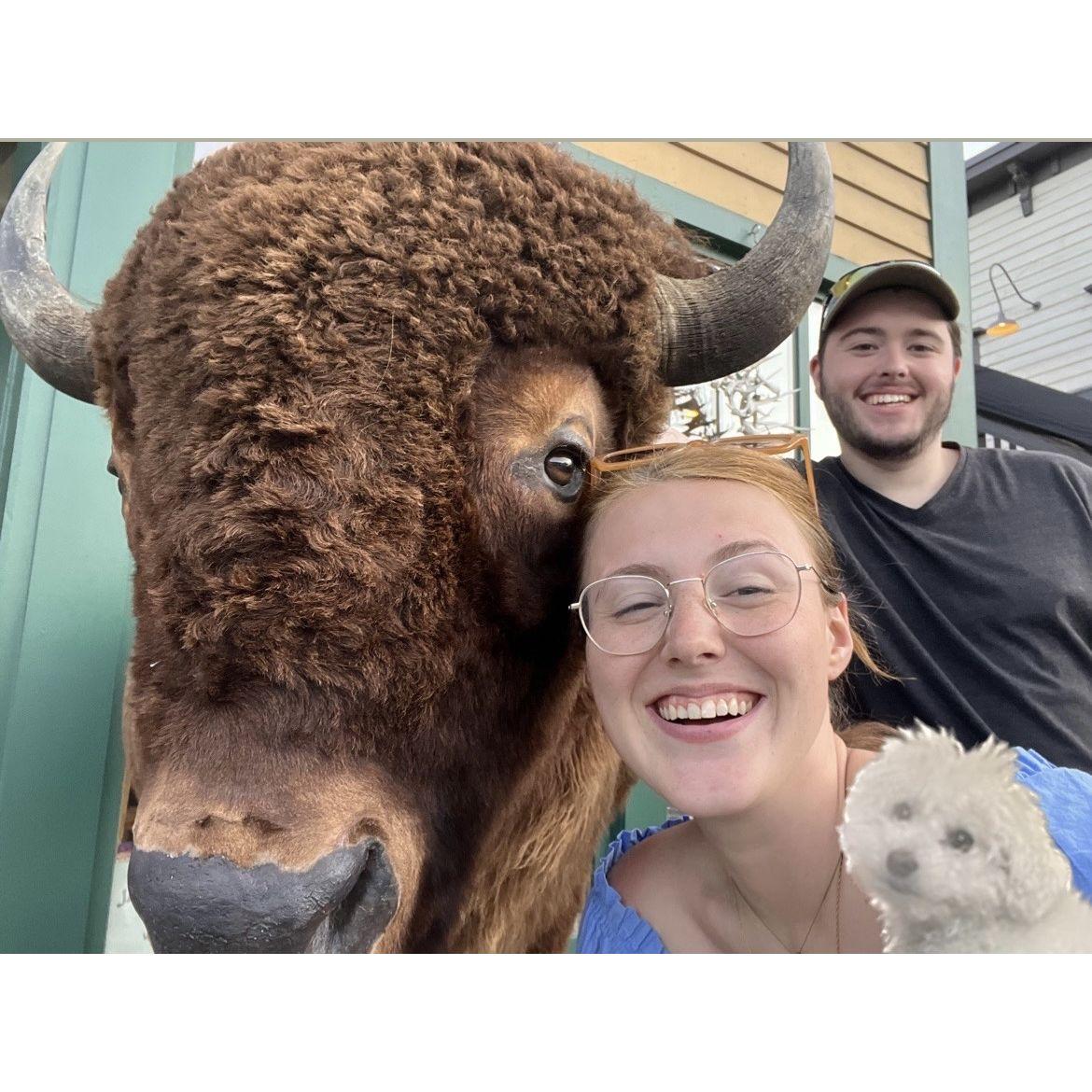 Meeting a totally real and not fake bison