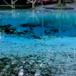 Gilchrist Blue Springs State Park