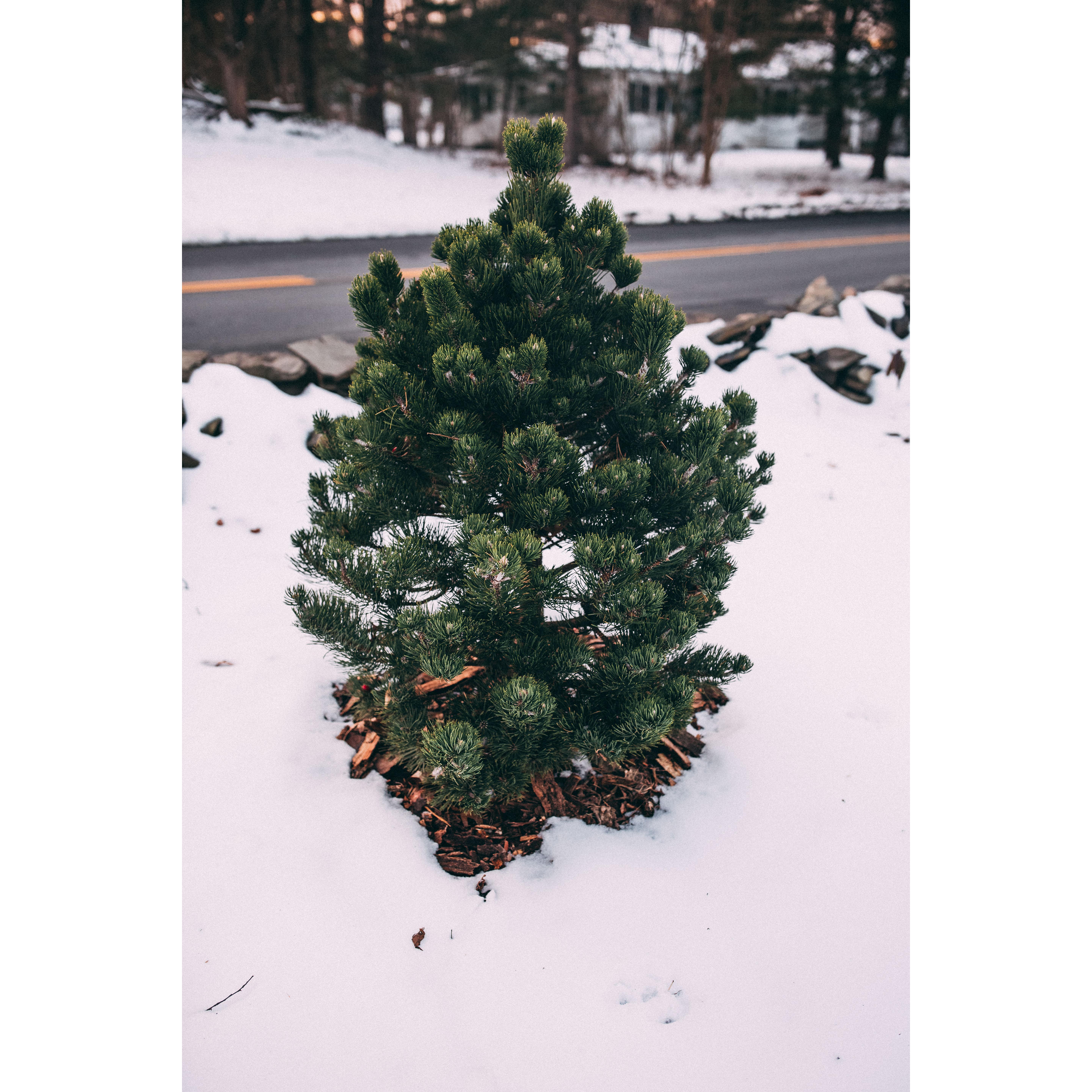 Our first Christmas tree!