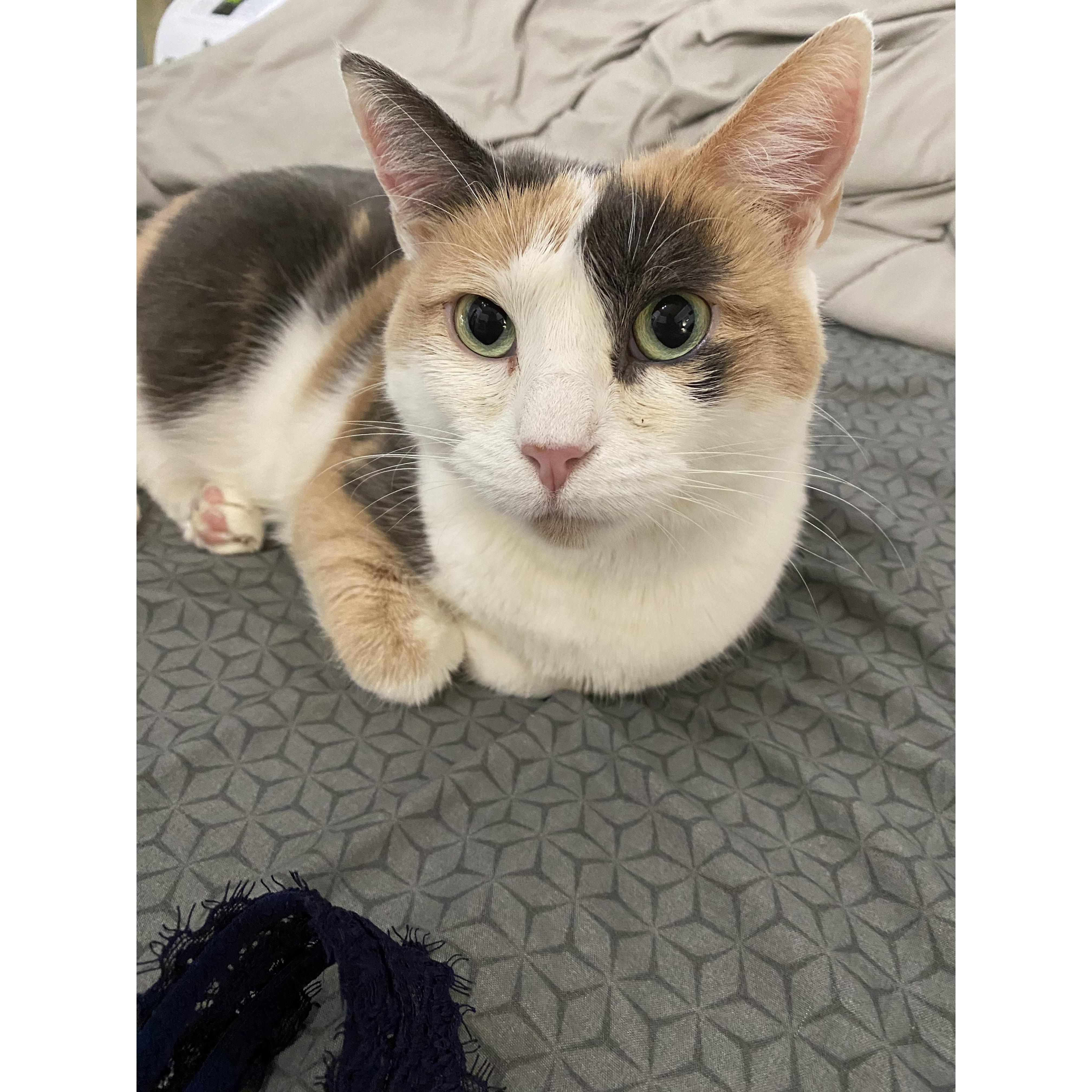 Our cat, Macy.