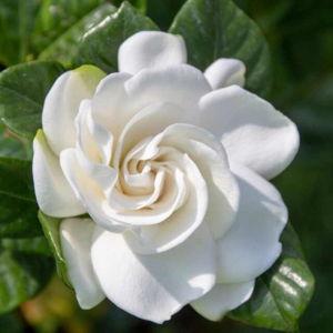 Gardenia Plant & Pot