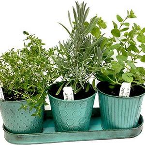 Herb Garden