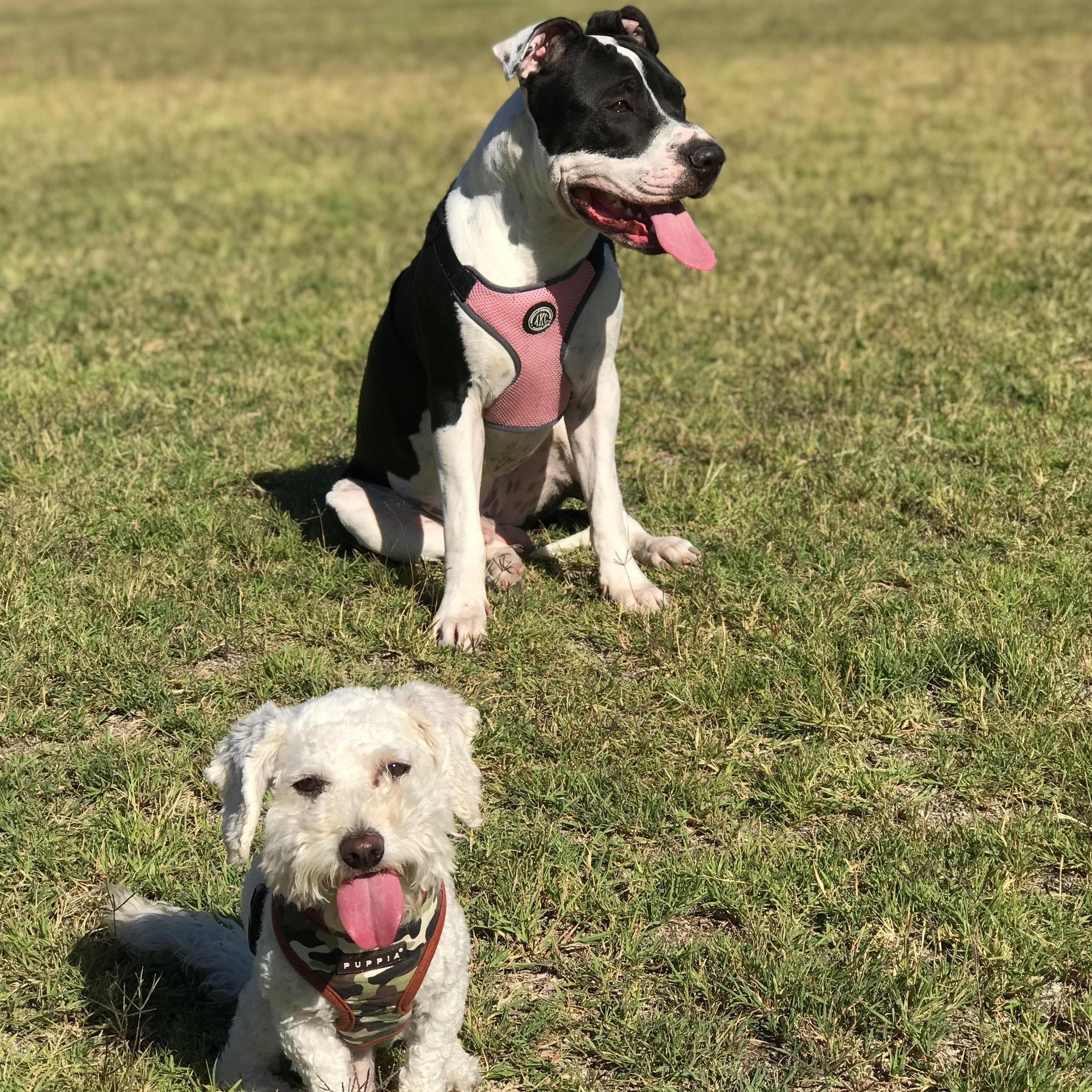 Our kid's Leo and Bentley.