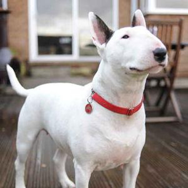 Our New Dog
