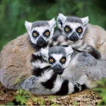 Duke Lemur Center