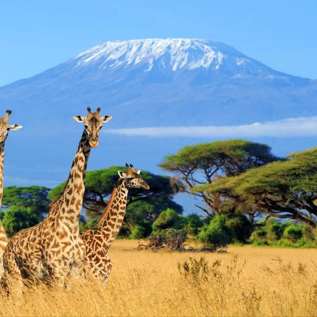 Honeymooon 🛫🏝️🦁🦓🐘