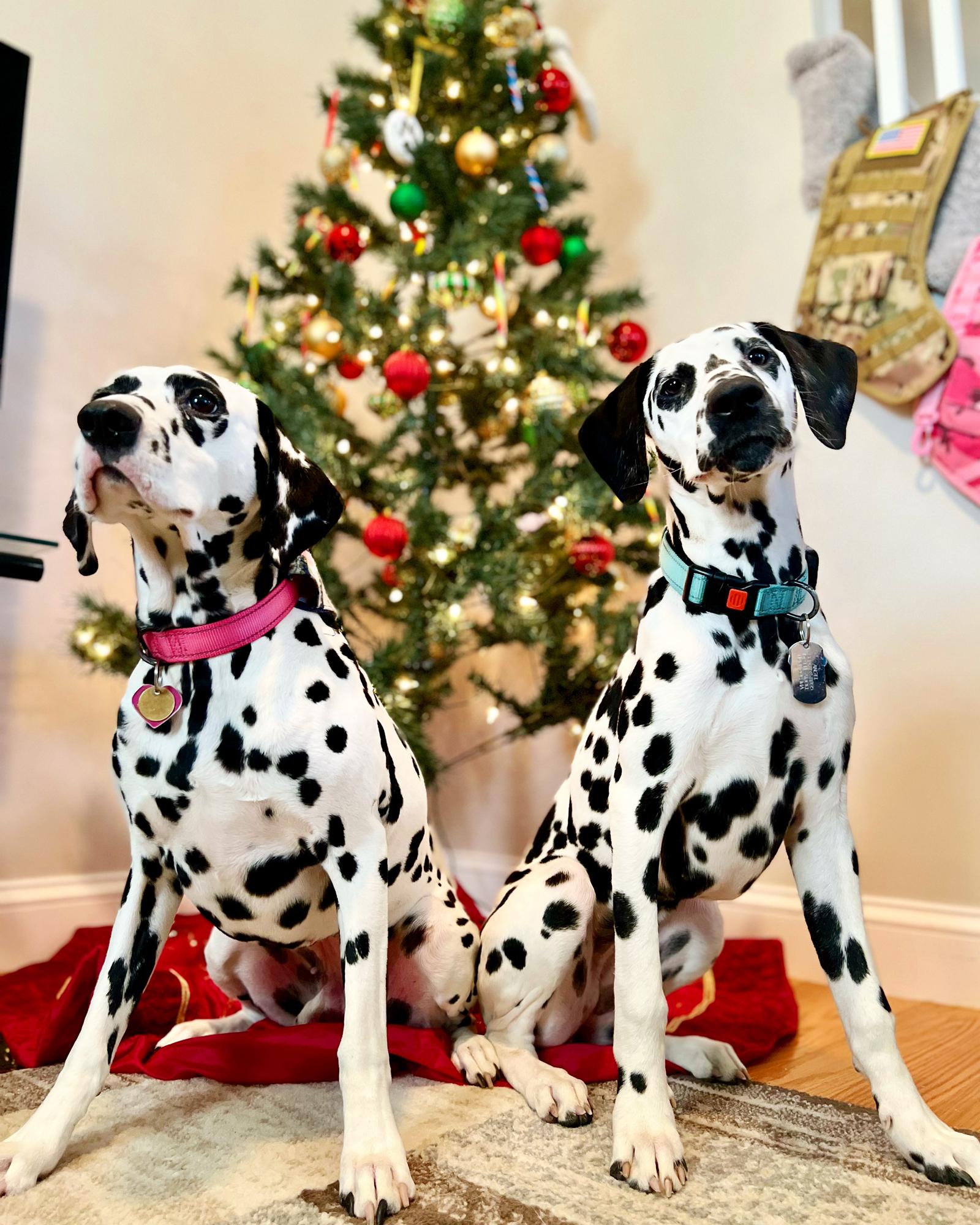 Our two babies, Rose and Angel