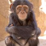 Mystic Monkey's