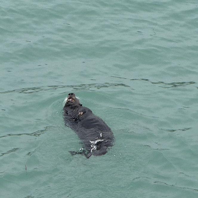 Oscar the Otter 🦦