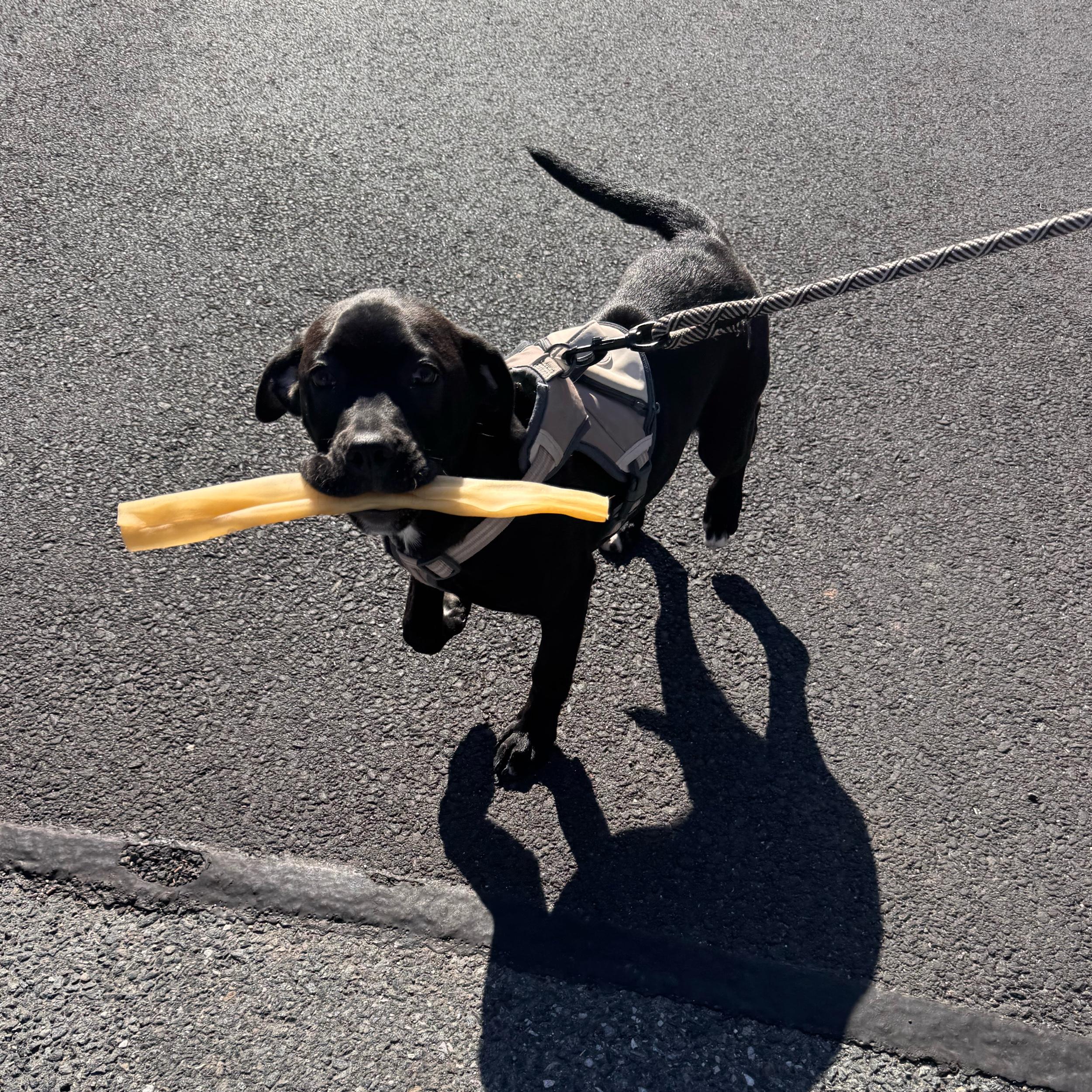 Puppy Training Classes for Maisy!