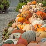 Pumpkin patches and more!