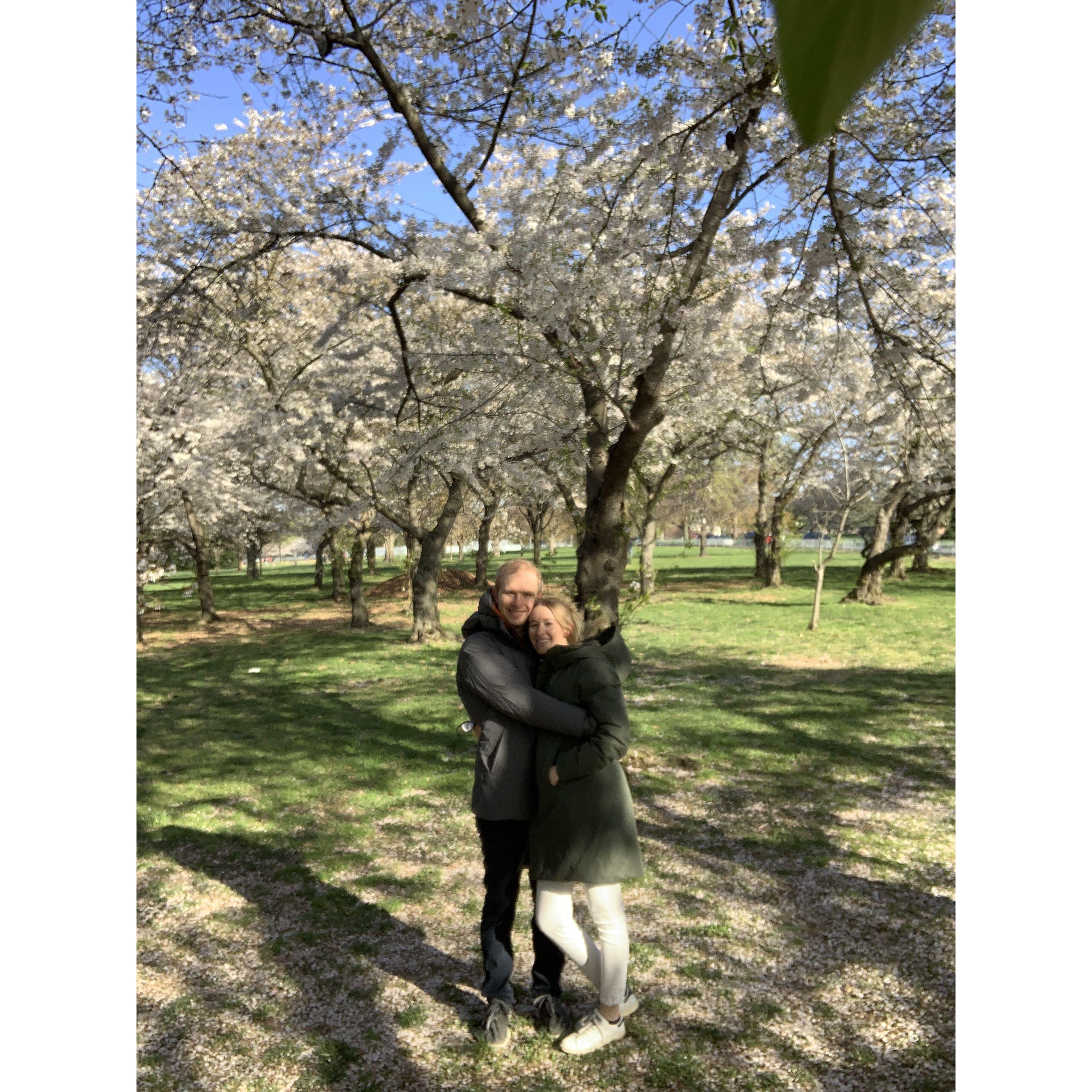 DC cherry blossoms, Spring 2021