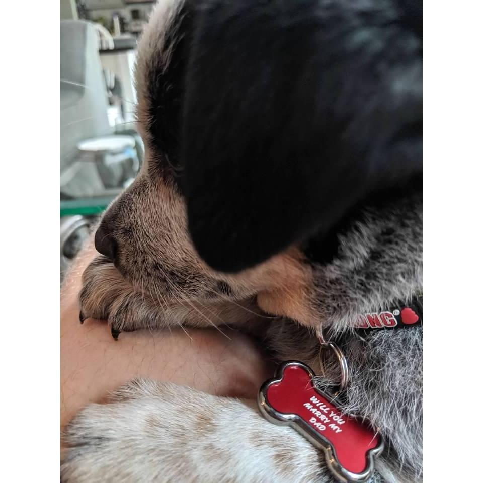 On 9/13, Lesley came home from work and walked in to this little pup sitting perfectly in the hallway.  Aaron popped out and tried to ask Lesley to read the puppy's collar <3