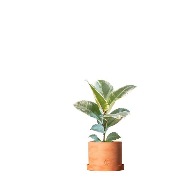 Live 6" Assorted Foliage Contemporary Terracotta