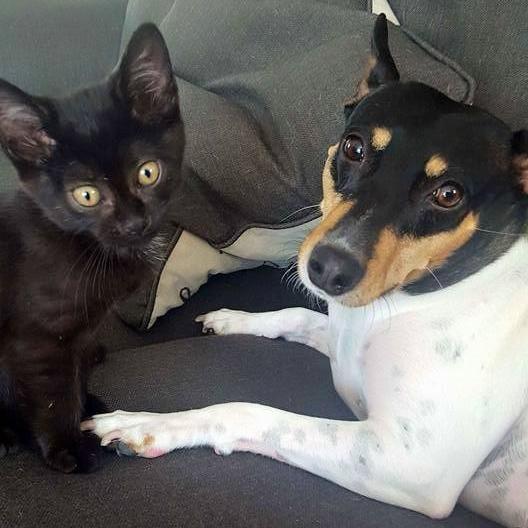 Our furbabies. Elsie and Taric. Taric was just 6 weeks old in this picture.