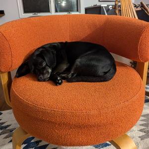 Pet care for our honeymoon