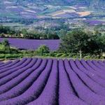Aix-en-Provence Lavender Field Tour