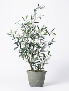 Studio McGee Plant