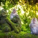 Sacred Monkey Forest Sanctuary